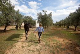 Cavallo Avviato Al Maneggio